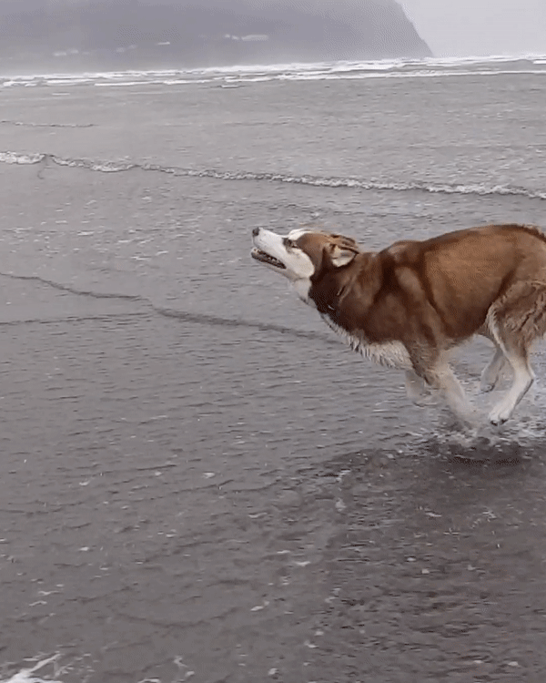 A video captured with Cinematic Pan shows a dog running in the water at the beach with stabilized video movement.