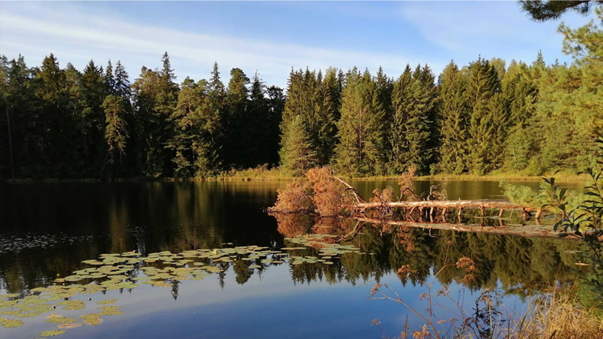 A calm forest lake with lily pads and a fallen tree, surrounded by dense evergreen trees.