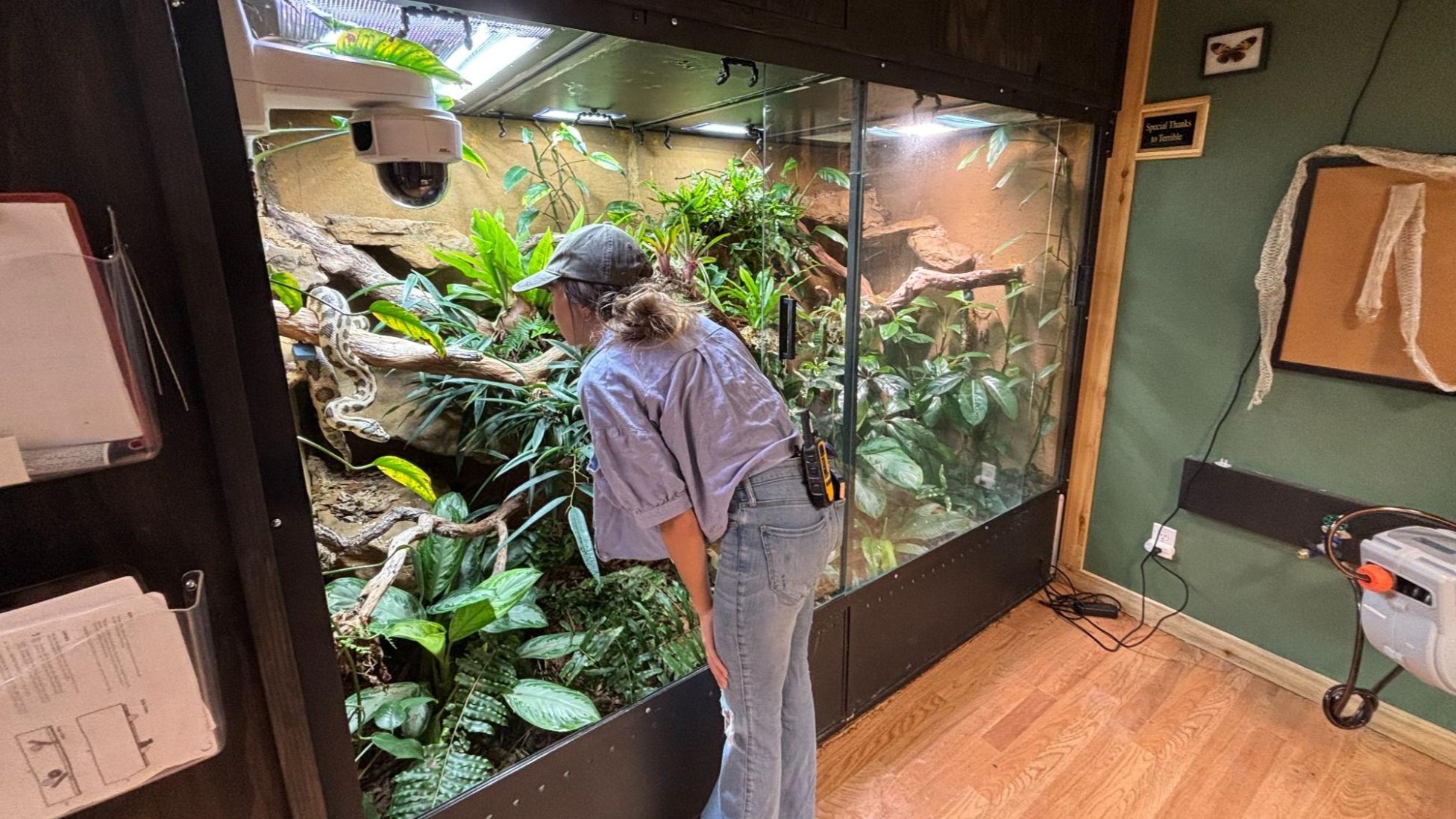 Maya Higa leans in to look at a snake coiled on a branch inside a large, glass-fronted terrarium filled with lush green plants.