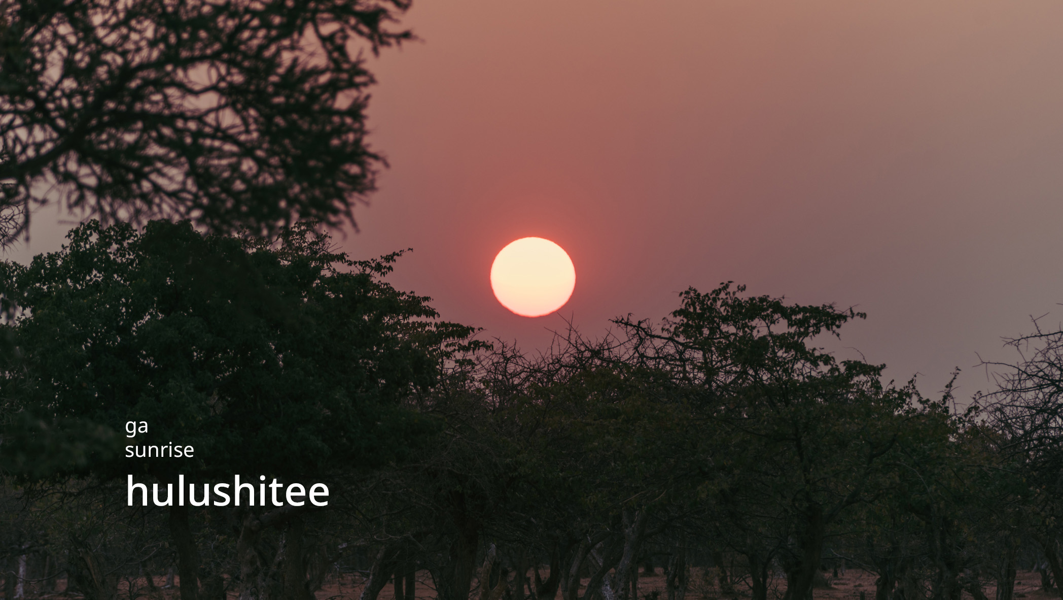 A sun disk bright against a dark sky and trees during sunrise.