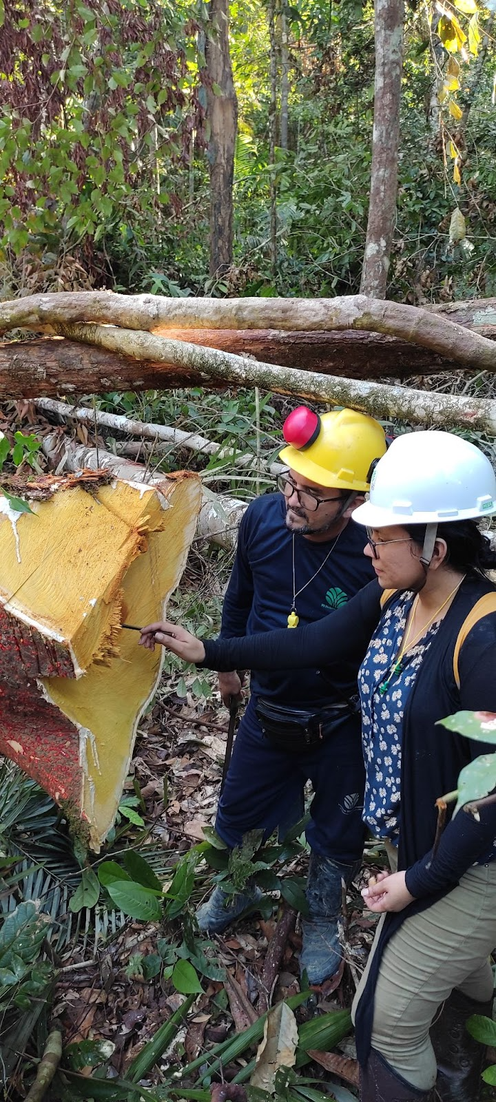 Sustentabilidade com o Google: ajudando a preservar a Amazônia e a