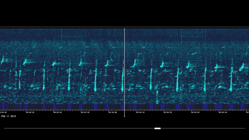 Highlights help visualize patterns and repetitions of individual sounds within the songs.