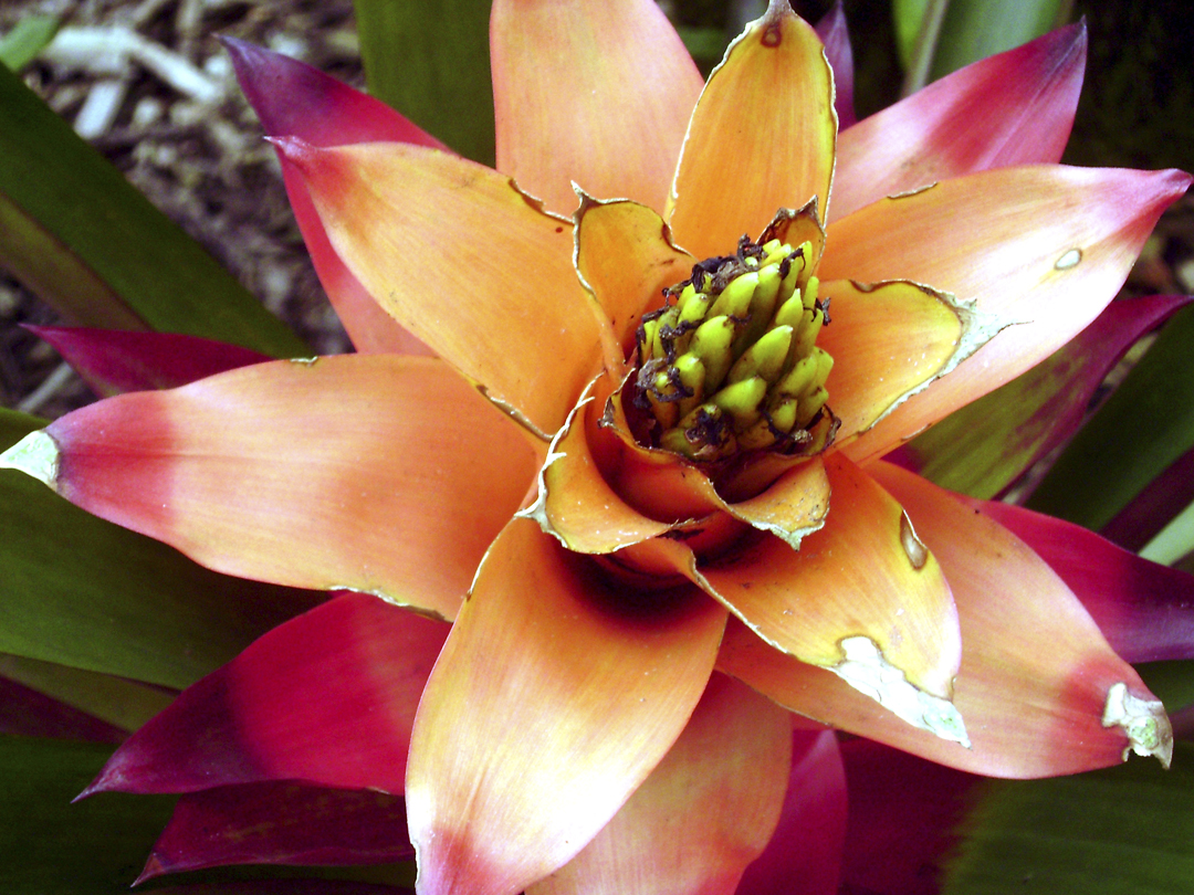 6 Consejos Para Crecer Una Bromelia Sana ❀ - Blog Xcaret - Lee sobre  viajes, gastronomía, naturaleza y cultura en Blog Xcaret