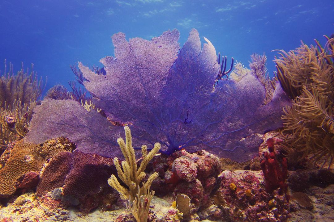 Transport yourself to a natural coral reef 'aquarium' in Indonesia, Reef  Builders