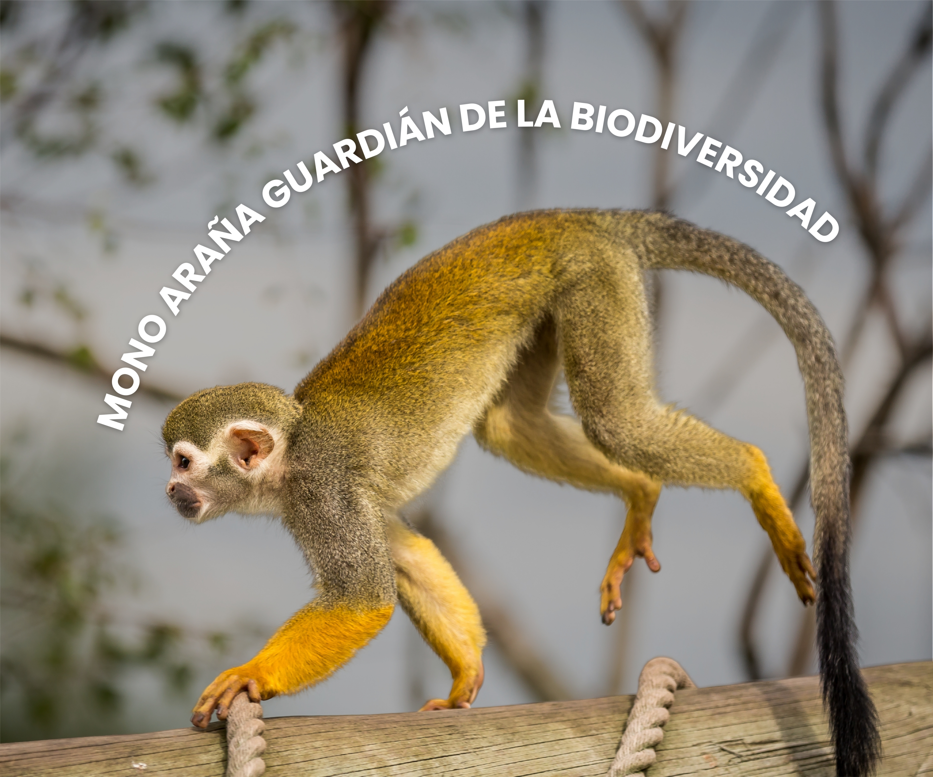 Constructores de la selva: la importancia del mono araña y como ser un turista eco-amigable y responsable. 
