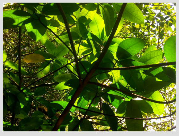 cenotes-puerto-morelos