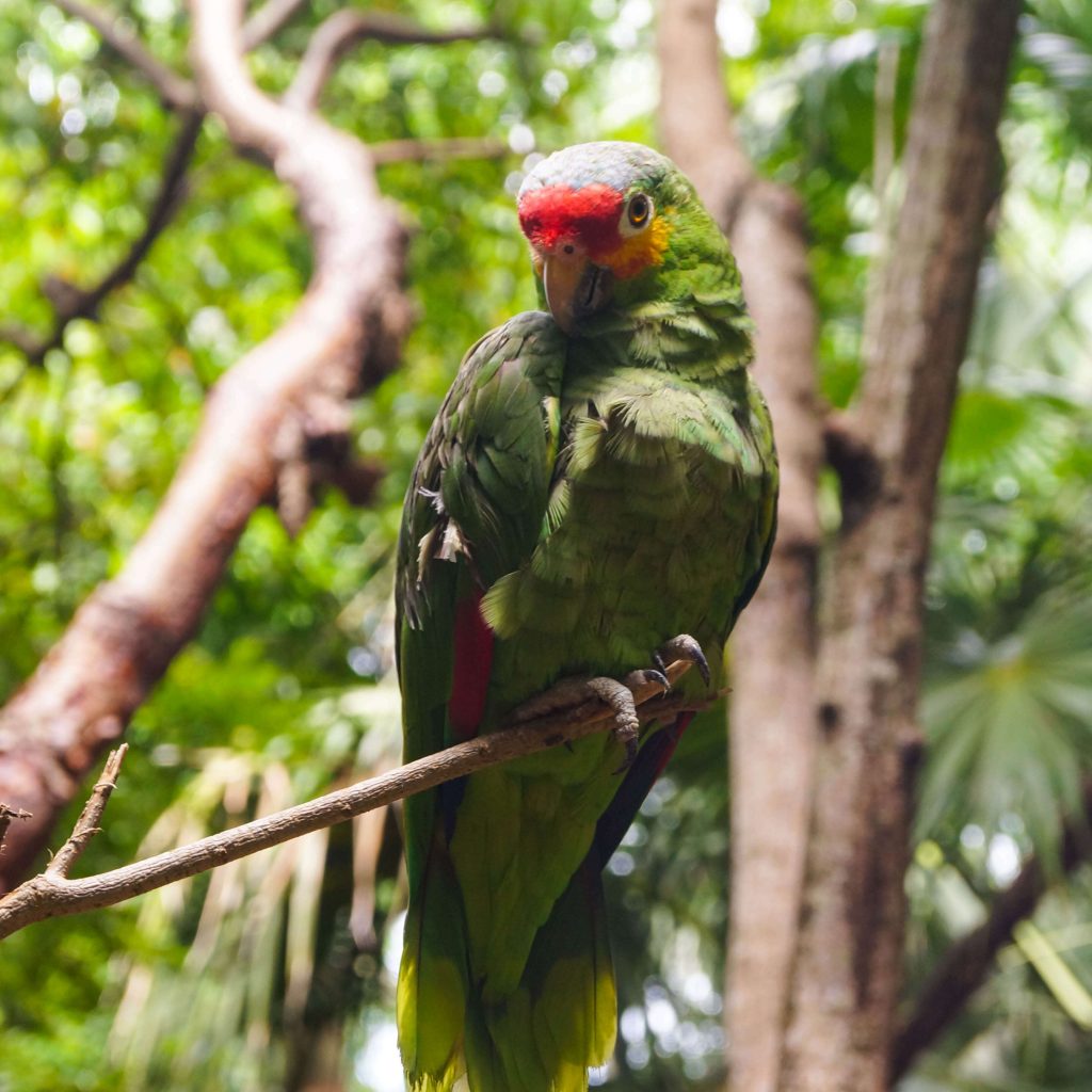 10 especies que podrás observar en el aviario de Xcaret