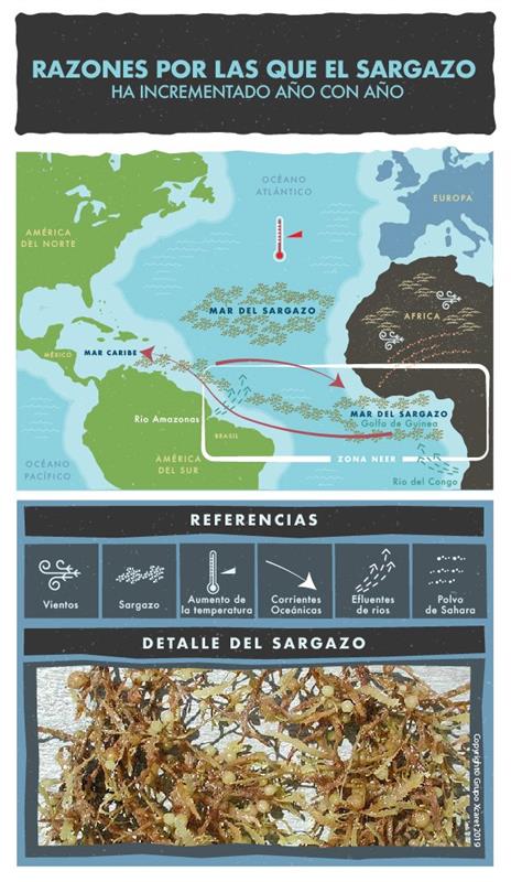 ¿Por qué la llegada de sargazo ha aumentado al Caribe Mexicano en los últimos años?