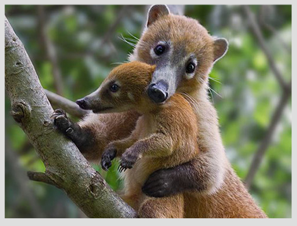 coatí con su cría