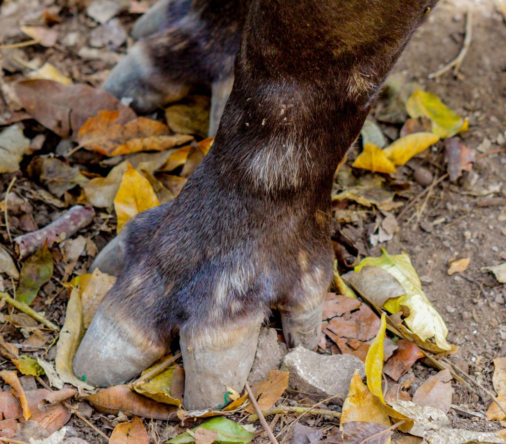10 datos interesantes del tapir-pata