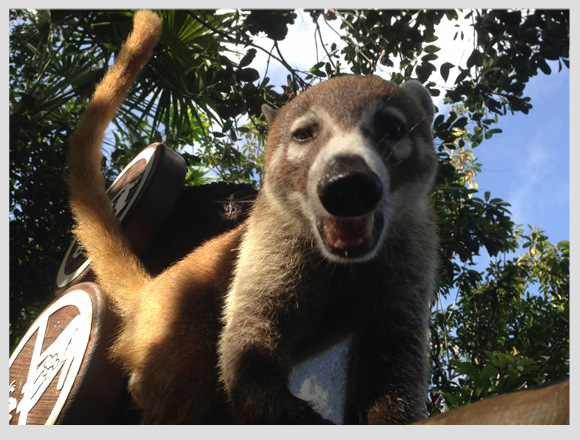 coatí