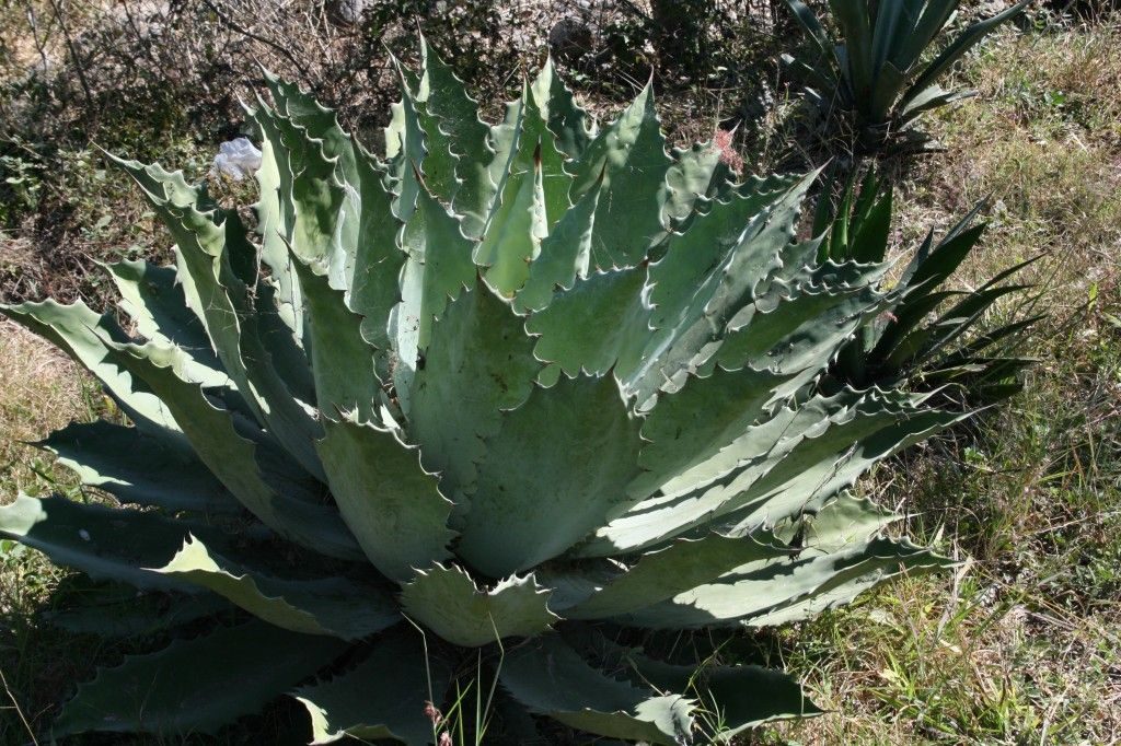 agave-tobala-xcaret-hugoestrella