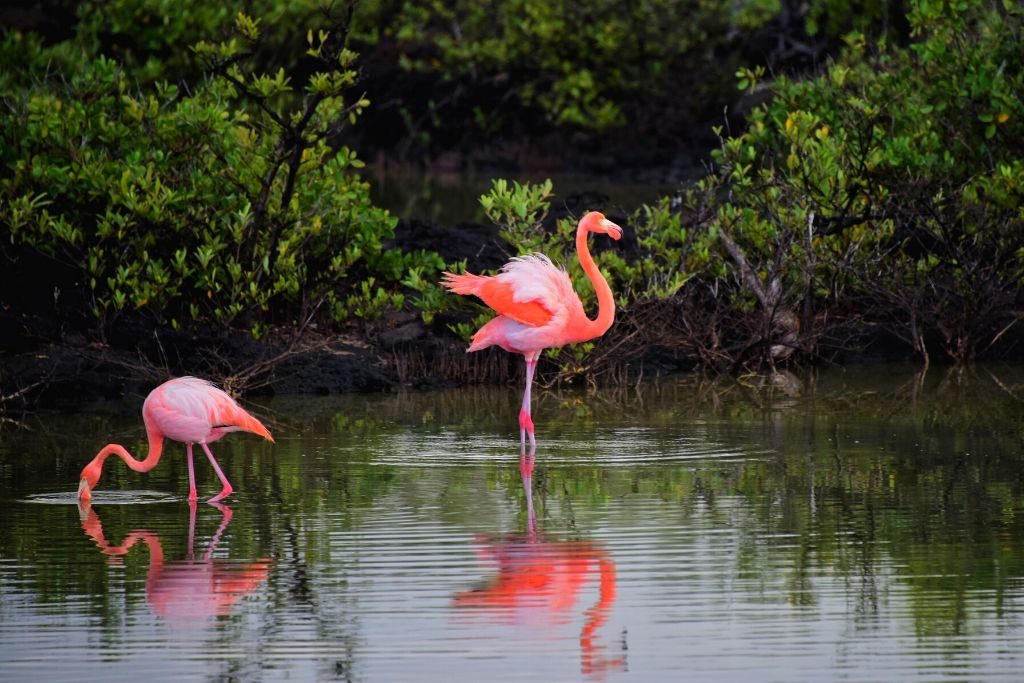 flamingos