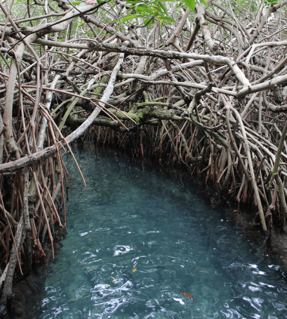 Razones por las que recuperamos y acopiamos el sargazo en Xcaret - manglares y ecosistemas