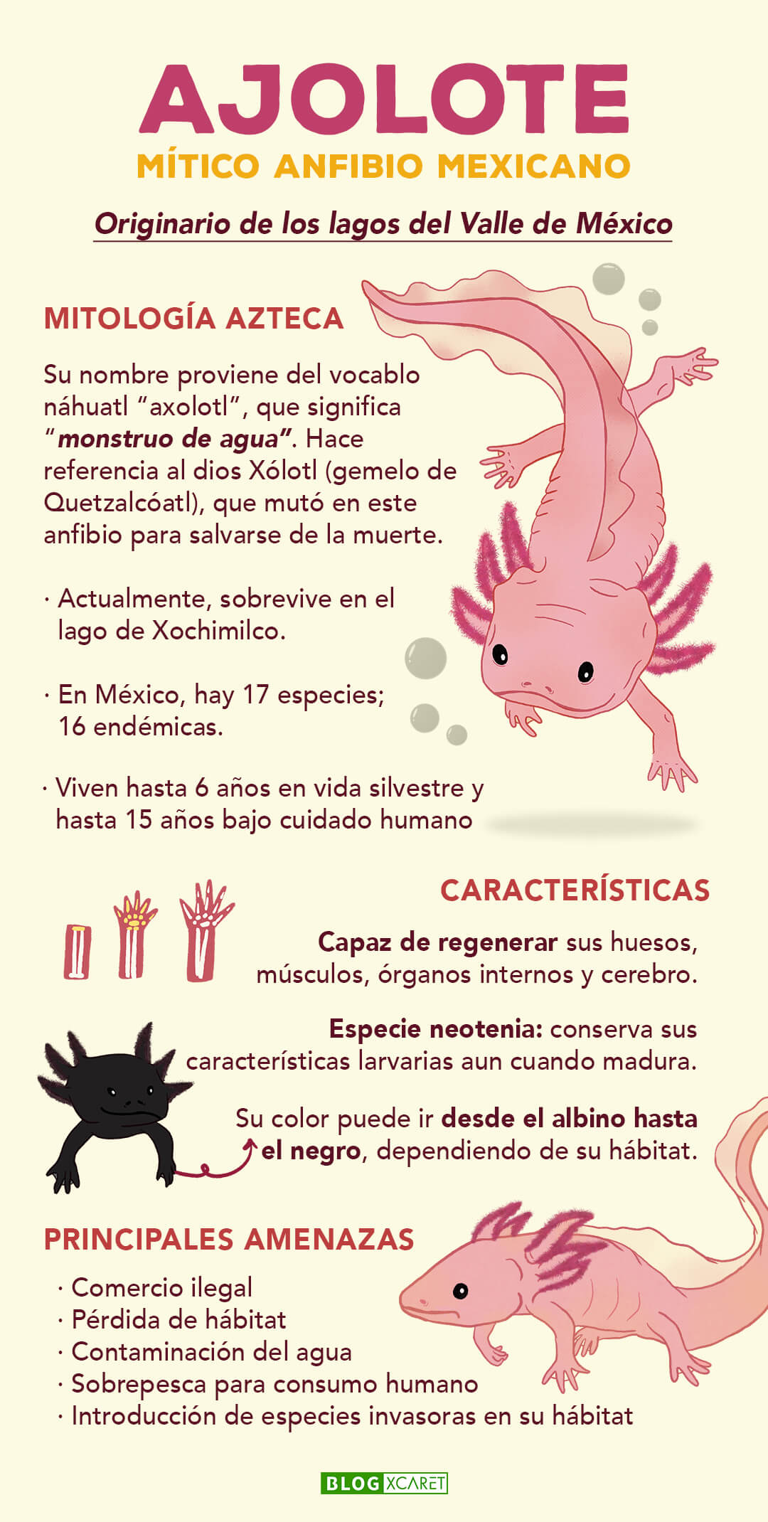 Ajolote mexicano: el anfibio mtico ms popular del pas