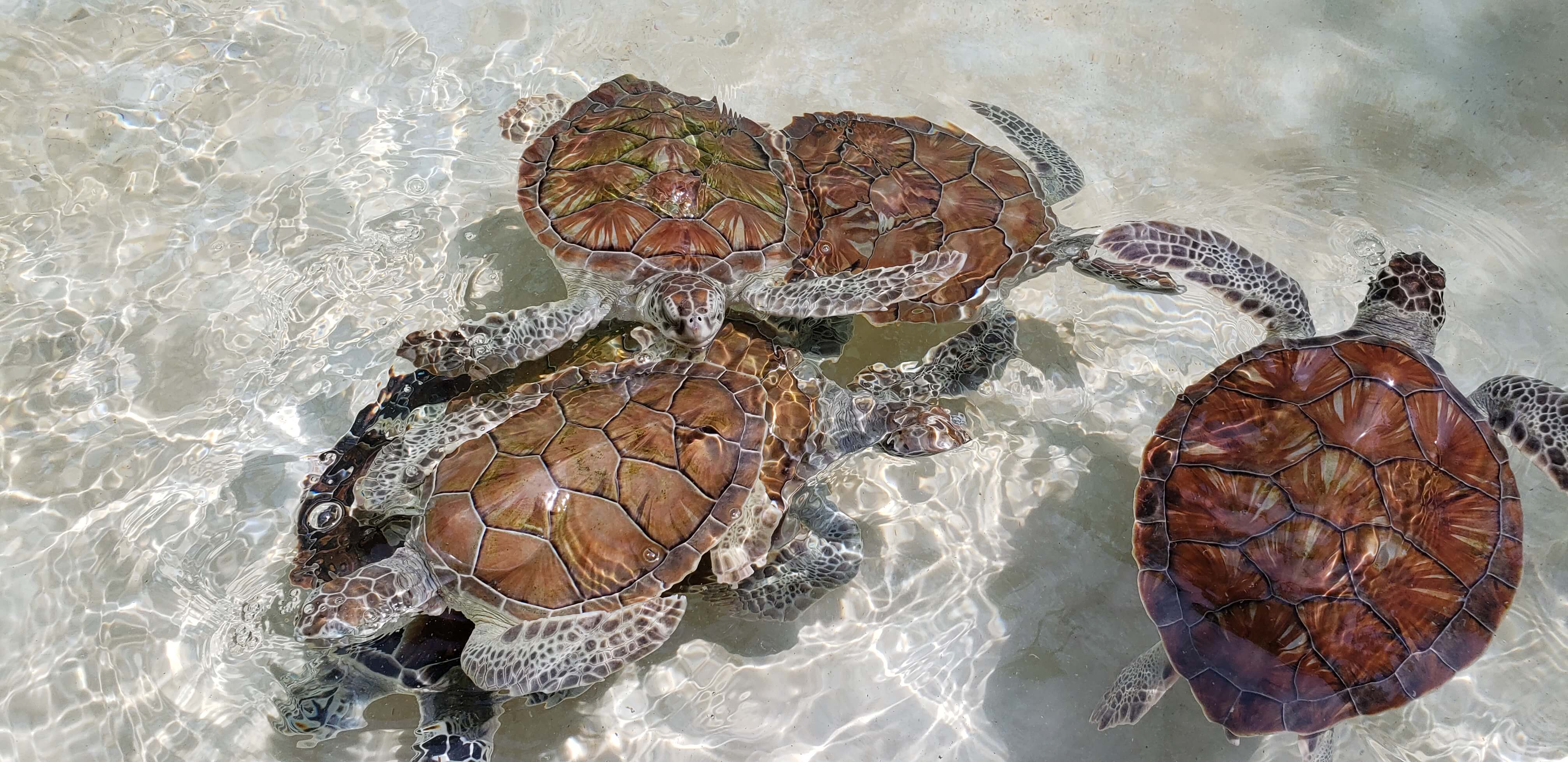 5 razones por las que tuvimos que empezar a proteger a las tortugas marinas