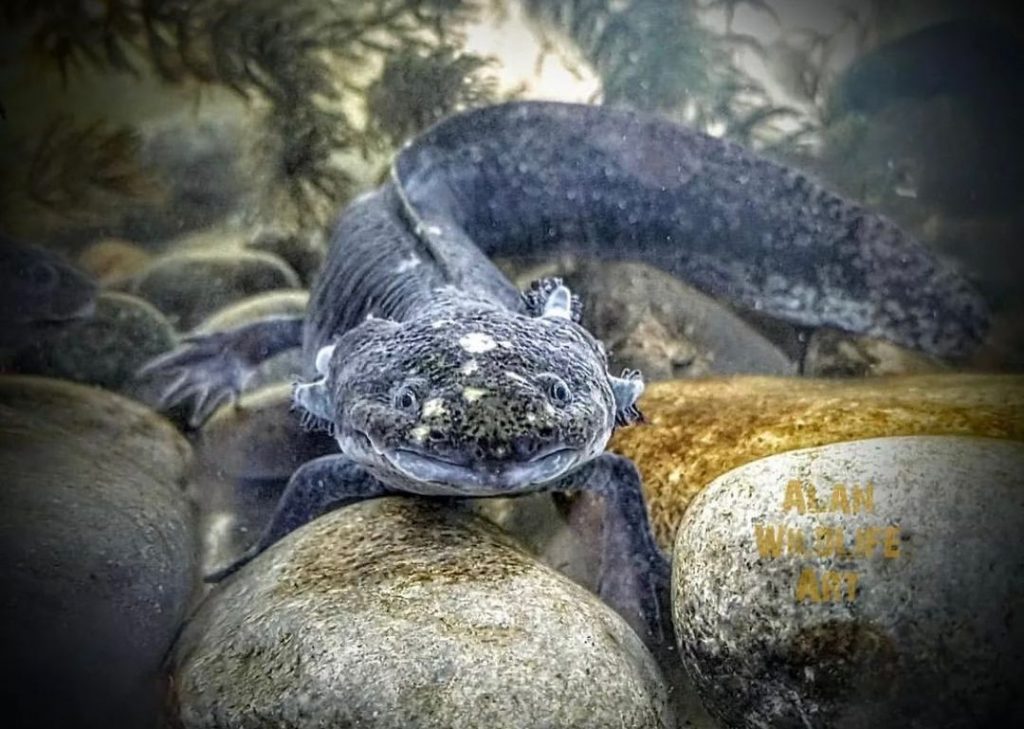 Usbek & Rica - Au Mexique, l'axolotl peine à garder la tête hors de l'eau