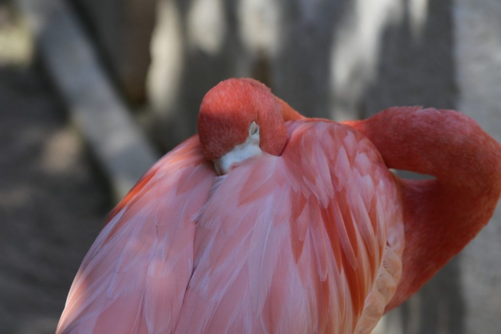 flamingos