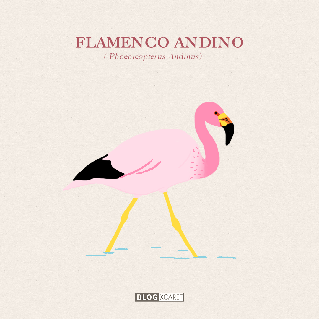 FLAMENCOS ANDINO 