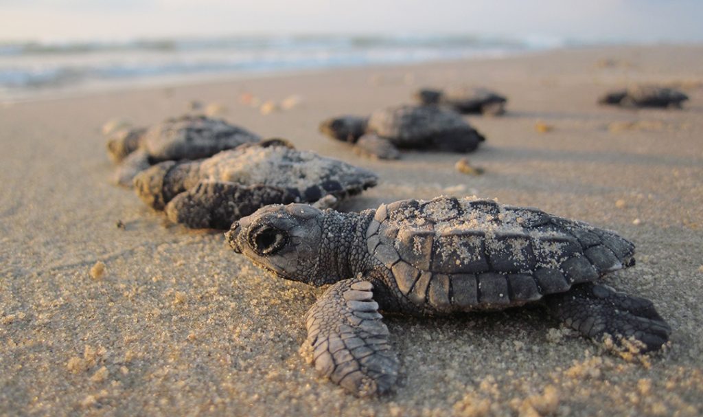 10 Espectáculos Naturales En México