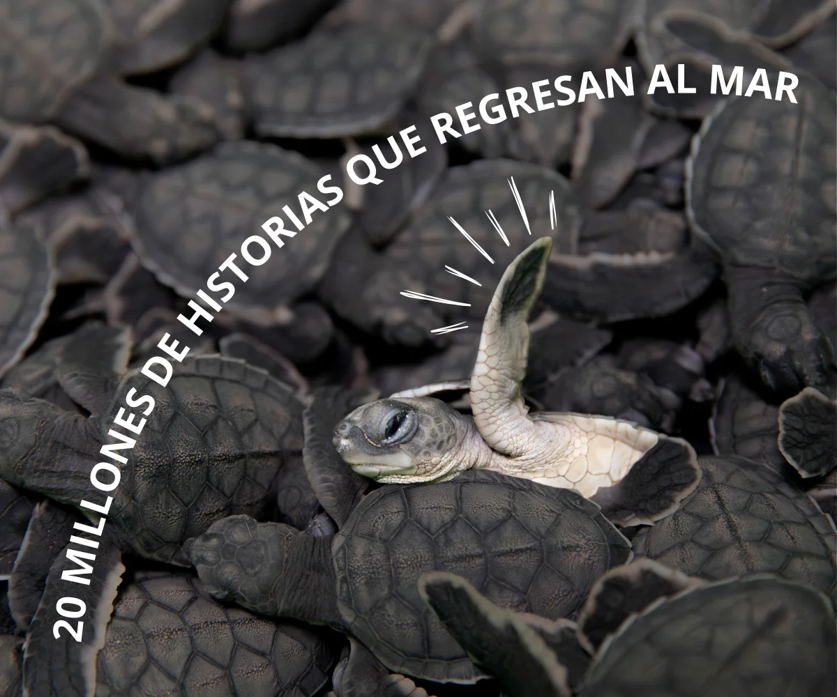 Cuando la conservación se convierte en acción:  20 millones de tortugas reinsertadas al mar
