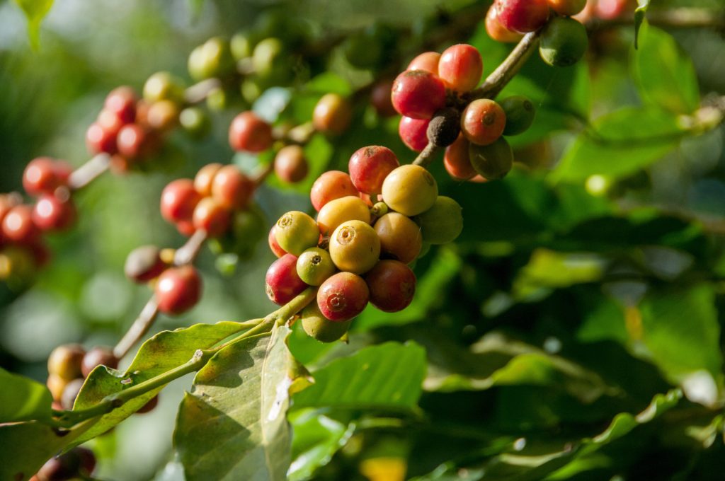 Secretos del Café Mexicano