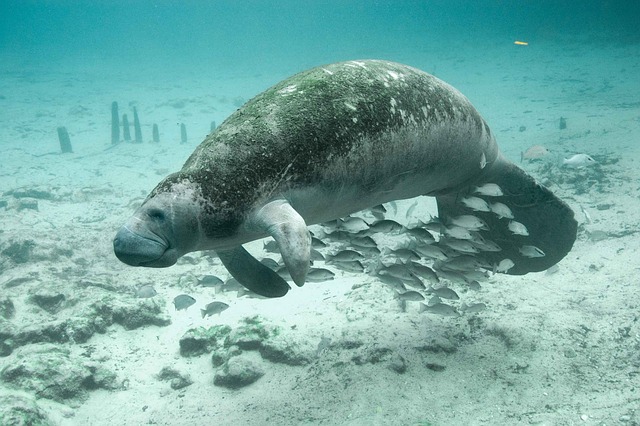 manati-cozumel