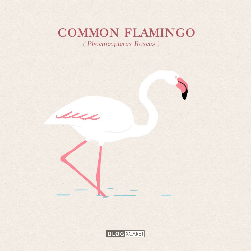 flamingos