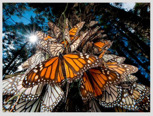 santuario-mariposa-monarca-el-rosario-xcaret-mexico