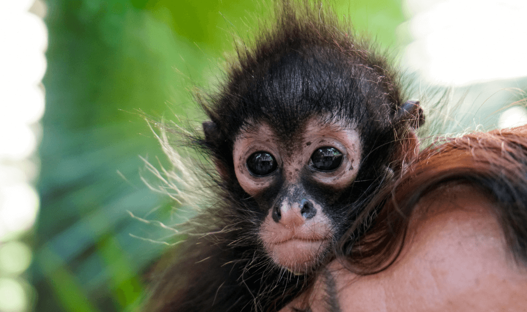 Monopolio Alas Sobrio Protección del mono araña: rehabilitación y rescate en Xcaret