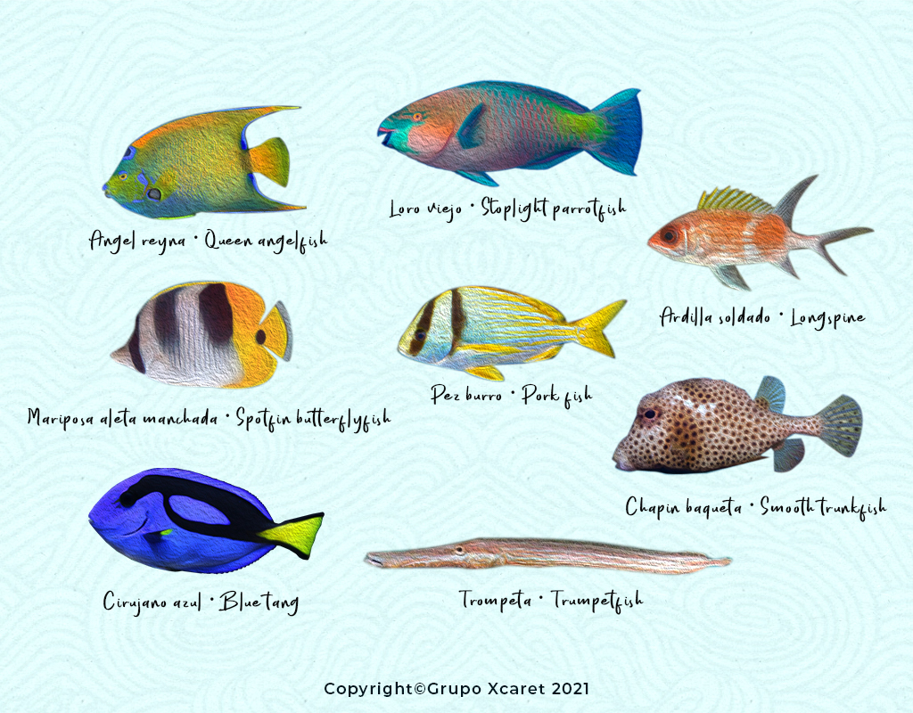 infografía peces del caribe mexicano