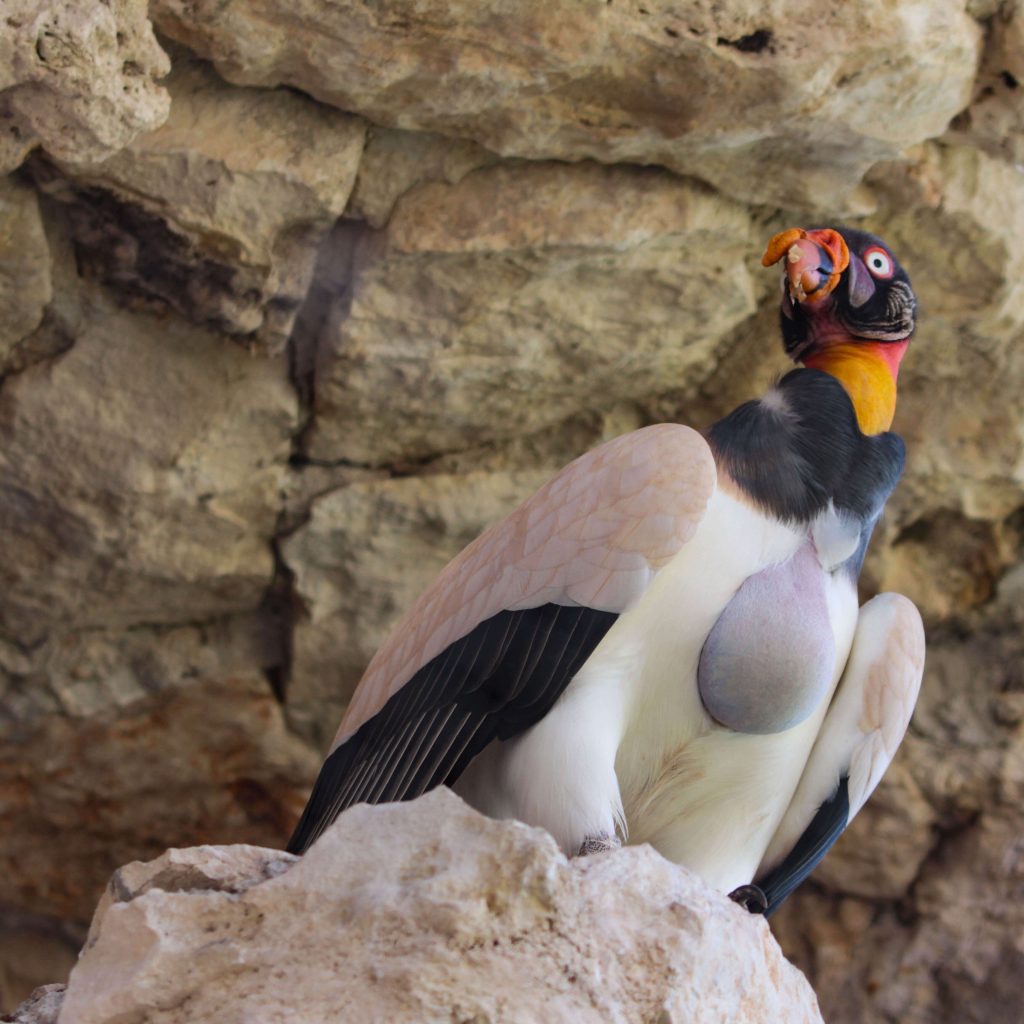 aviario xcaret