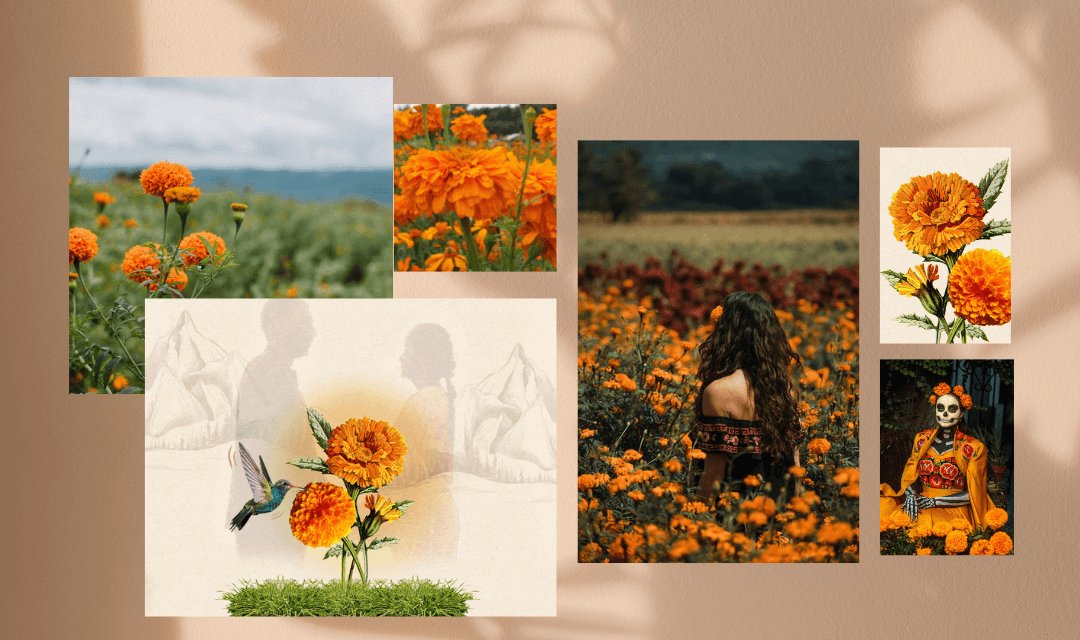 La flor de Cempasúchil: flor de Dia de Muertos que da vida