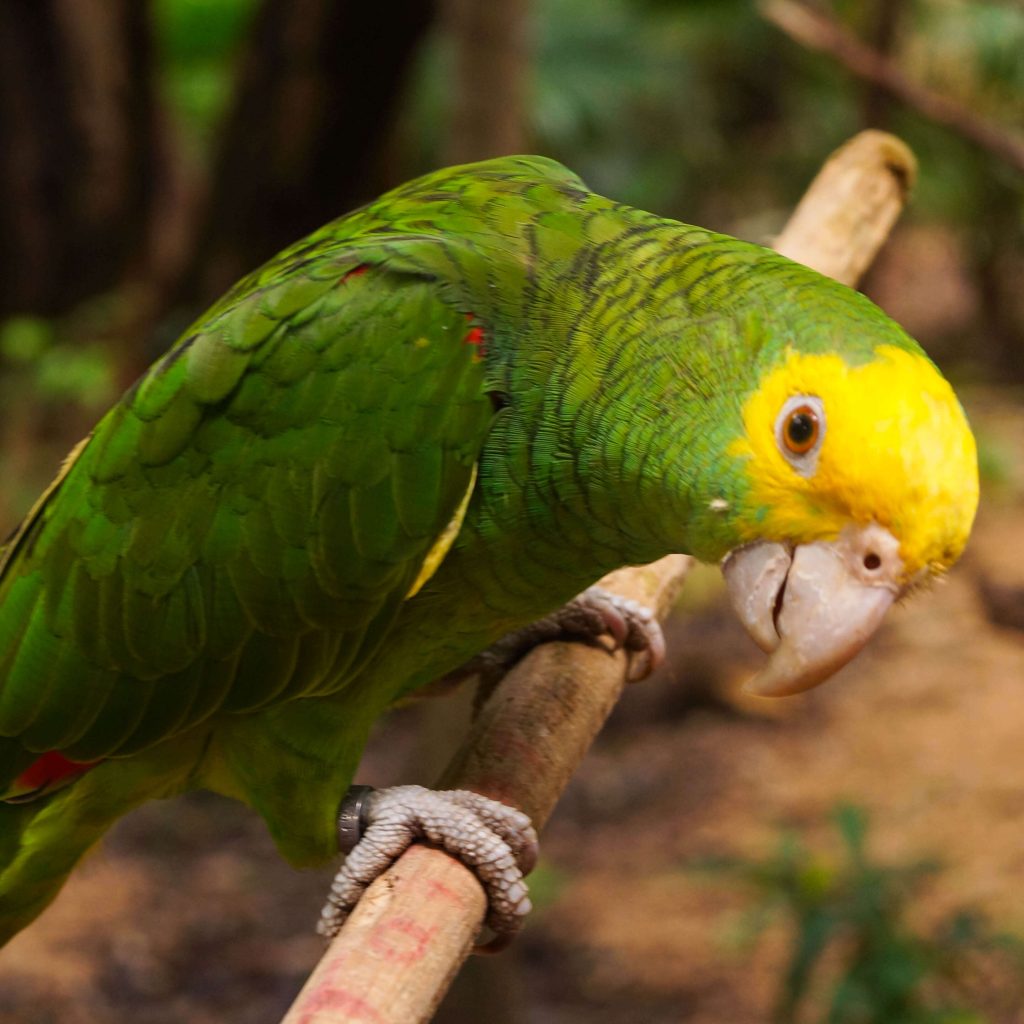 10 especies que podrás observar en el aviario de Xcaret