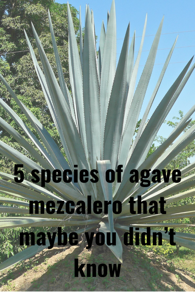 different-types-of-agave