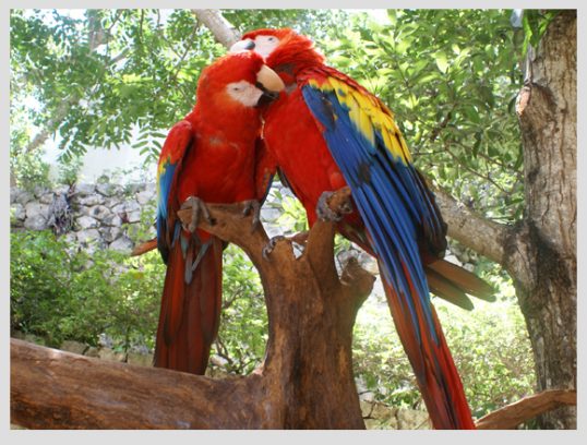 10 cosas sobre las guacamayas de Xcaret - Blog Xcaret - Lee sobre viajes, gastronomía, naturaleza y cultura en Blog Xcaret 10 cosas sobre las guacamayas de Xcaret - Blog Xcaret - Lee sobre viajes, gastronomía, naturaleza y cultura en Blog Xcaret