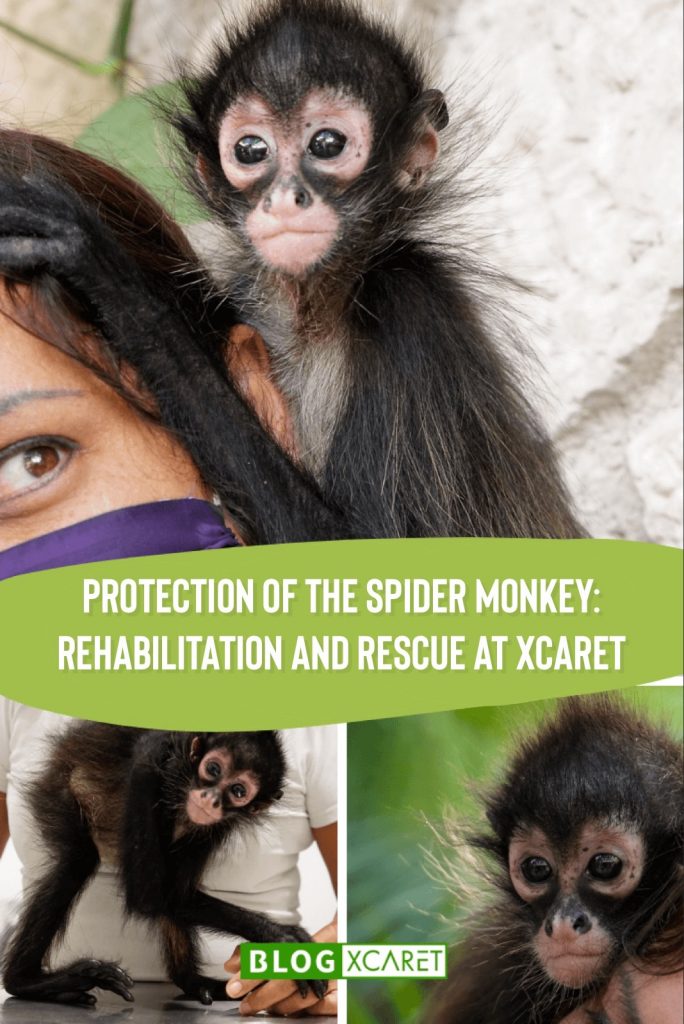 protection of the spider monkey at Xcaret