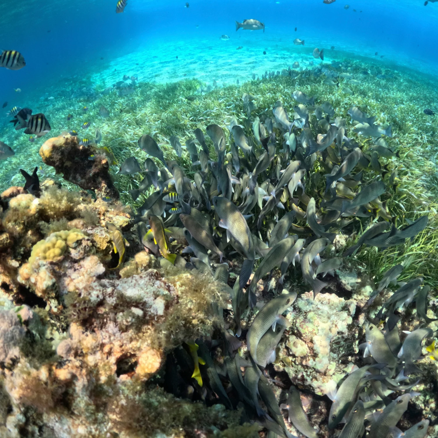 Banco de peces nadando en un arrecife de coral