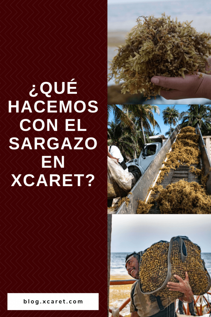 Que hacemos con el sargazo en Xcaret