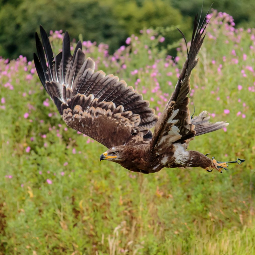 Águila Calva y Águila Real Símbolos en peligro de extinción