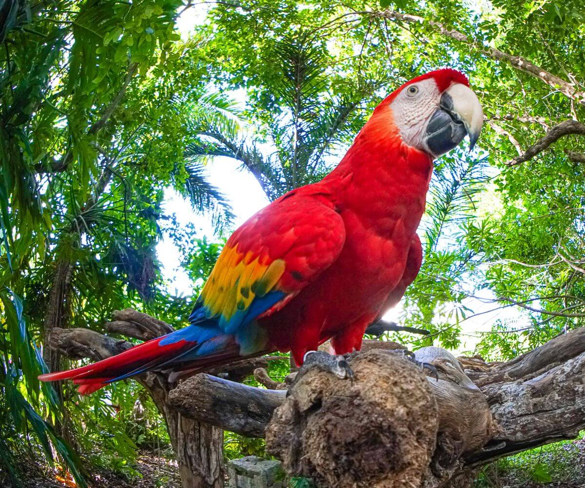 tours experiencias xcaret