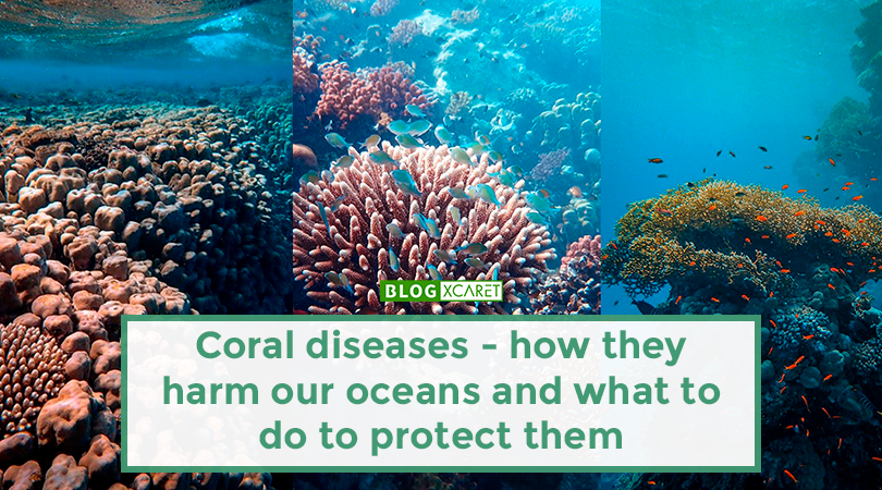 Coral diseases - how they harm our oceans and what to do to protect them