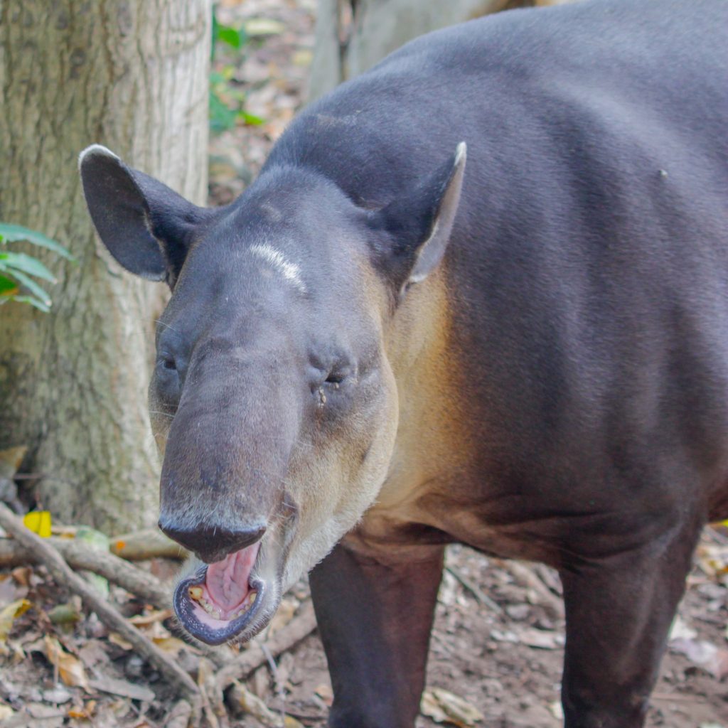 10 datos interesantes del tapir-curioso-de-Xcaret