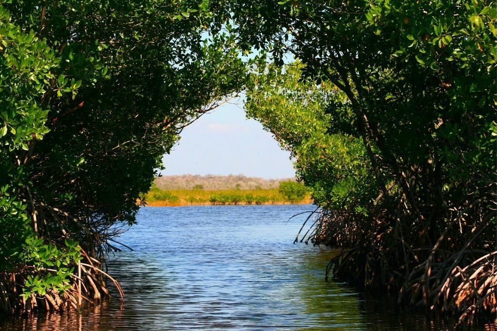 manglares de méxico