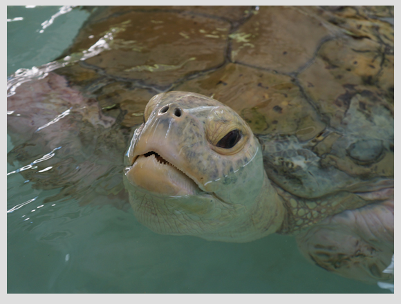 sea turtle hospital in Xcaret