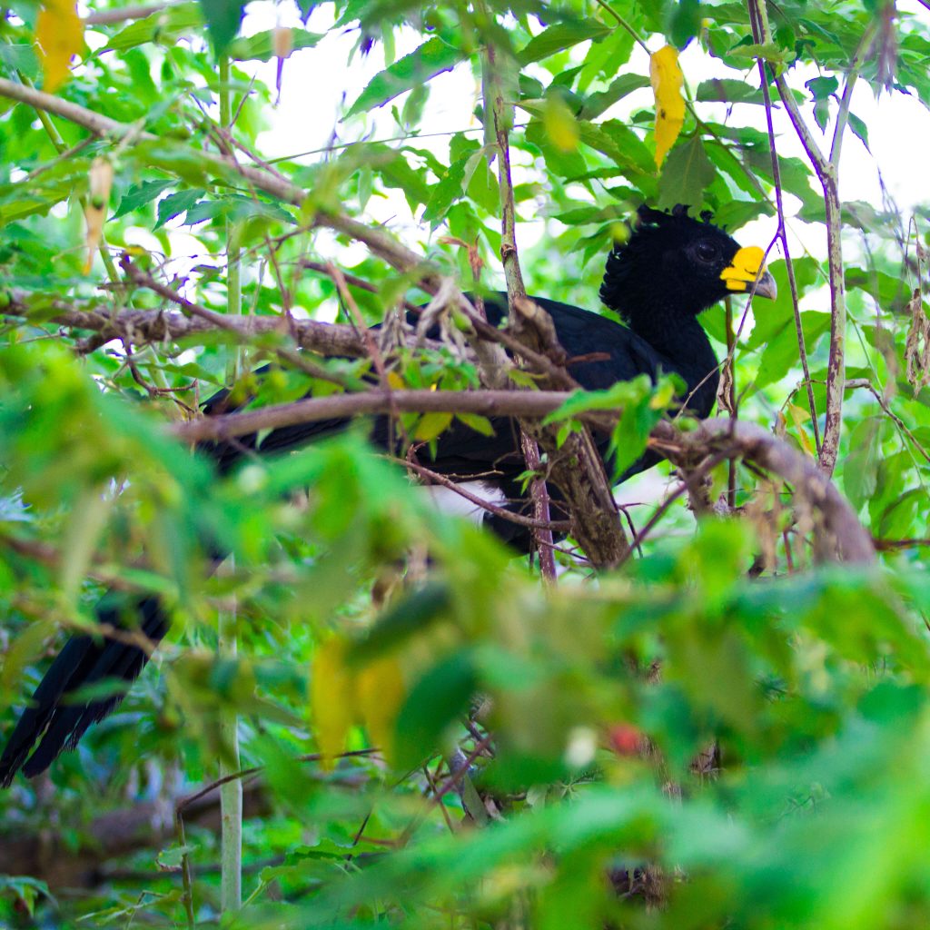 aviario xcaret