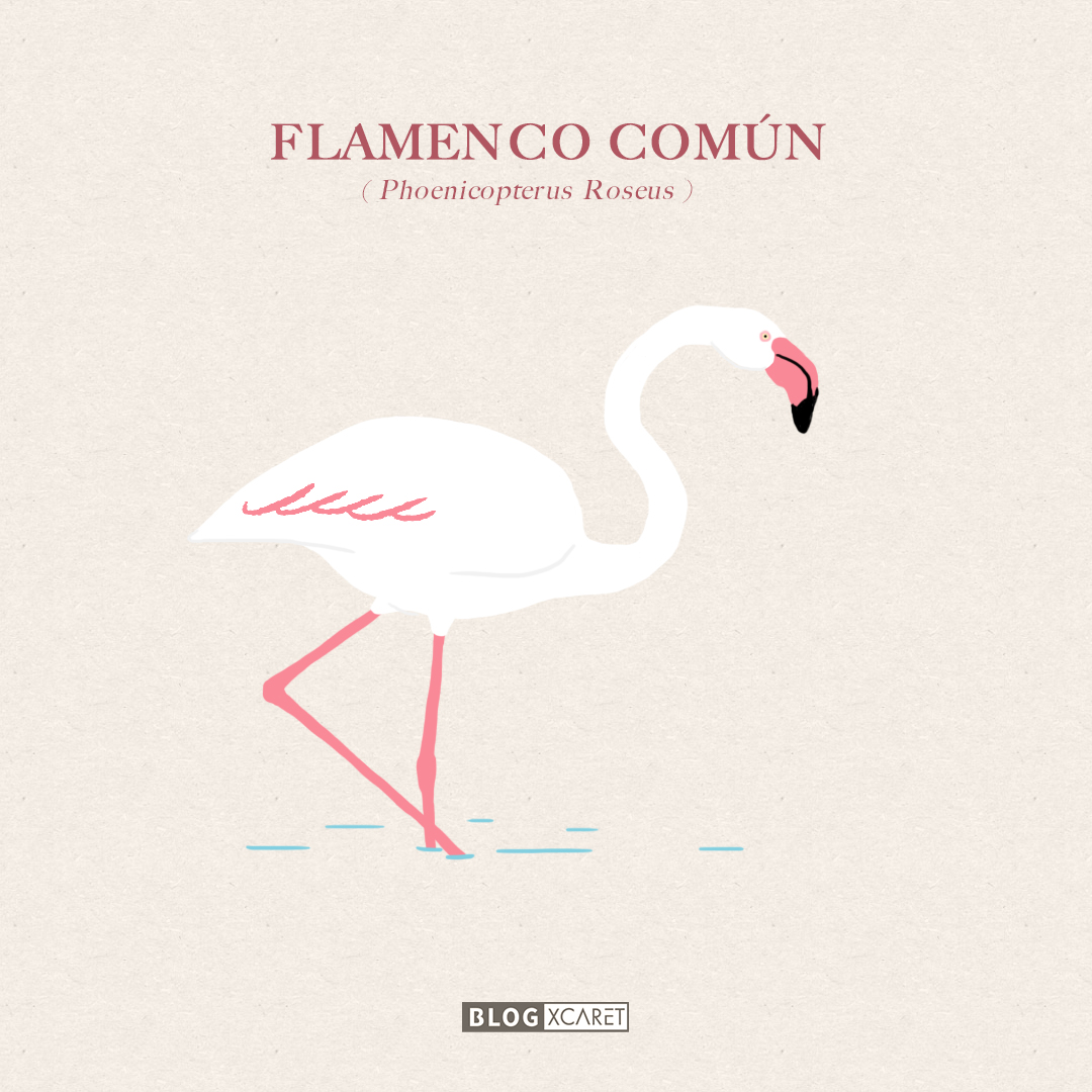 FLAMENCOS COMUN