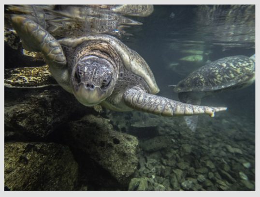 sea-turtles-xcaret-cancun