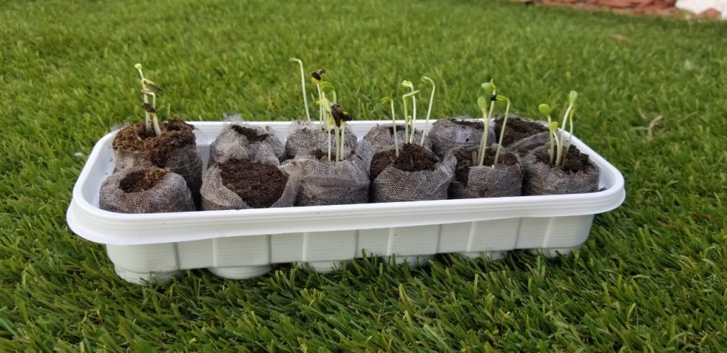 Actividades para niños en casa para aprender a cuidar la naturaleza - huerto en casa