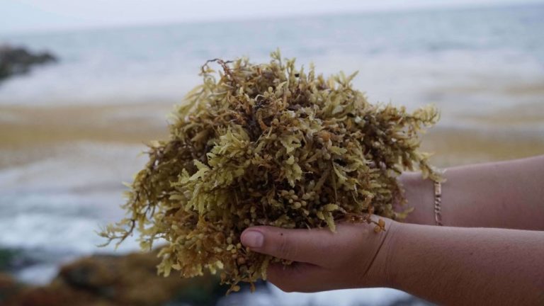 sargassum-